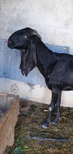 Pure Amritsari Beetal Goat