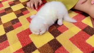 Persian Kittens For Sale