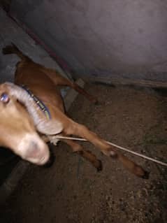 5 month goat