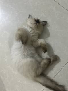 1.5months old two little kittens