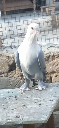 Karbalai