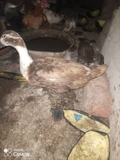 ducks