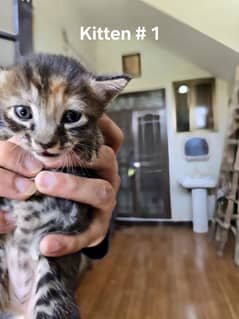 kitten,female cat,male cat
