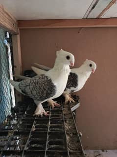 German tie sentinet breeder pair