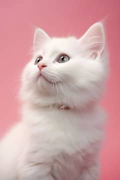 Persian