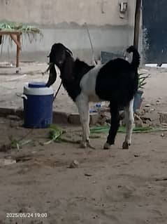 Aandu Bakra ghr ka pla hua