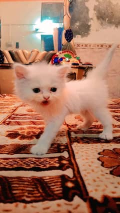 persian