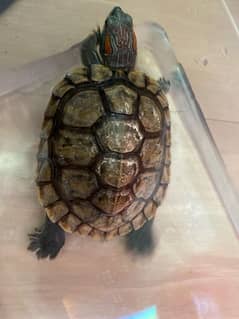 Red EaredTurtle
