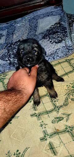 German shepherd Puppies