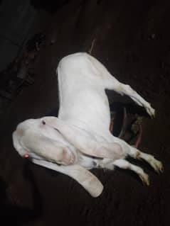 for sall Bakra 03093485001