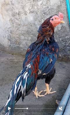 mirathi