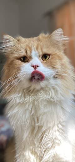 Persian male cat