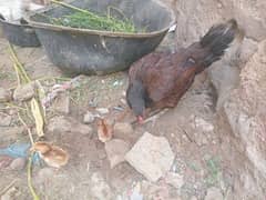 for sale
