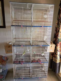 budgies