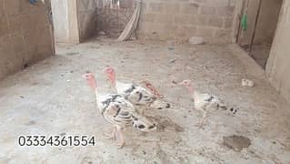turkey