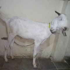 Bakra for sale