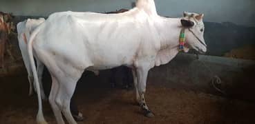 fatehjangi bull for qurbani