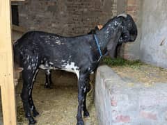 khubsurat janwar Qurbani ke liye jori