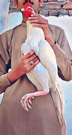 Aseel Heera murga for sale in low price cutki wala