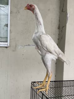 White O Shamo 3.5 months