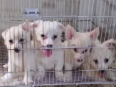Russian Samoyed 0 size toy breed puppy