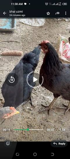 Ayyam cemani and Plymouth