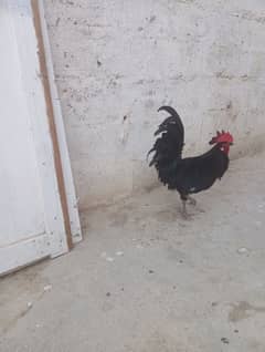 Australorp