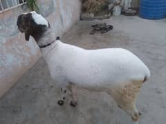 dumba/sheep for qurbani 2025