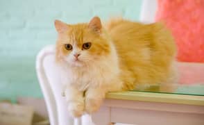ragdoll bi color Persian female cat