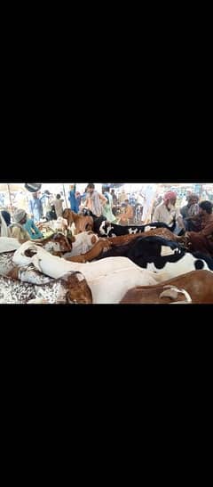 Healthy & Beautiful Donda Bakra for Sale – Multiple Options Available