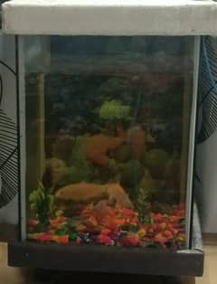 Aquarium