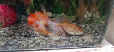 fishes