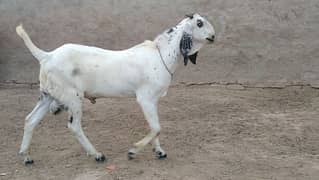 vvip nawab goat kid