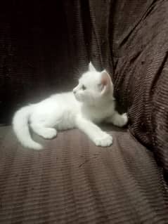 white Persian double coat female 03214069899