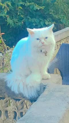 persian cat