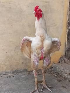 Heera