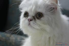 extremely punch face female cat
