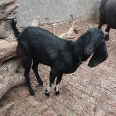 Eid