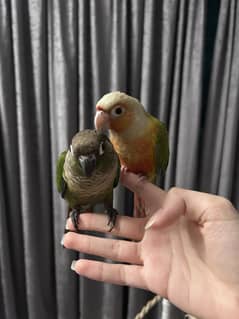 Hand