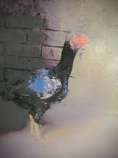 Aseel pair sidhi murga fro long hieght with lasani murgi urgently sale