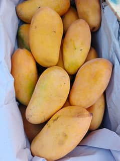 Sindhri Mango Export Quality