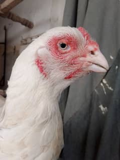 aseel hera hen for sale good quality Rs 22000
