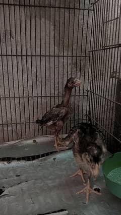 THAI CROSS LASANI CHICKS