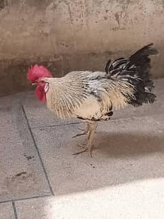 Golden misri Murgha 14 month  Age For sell