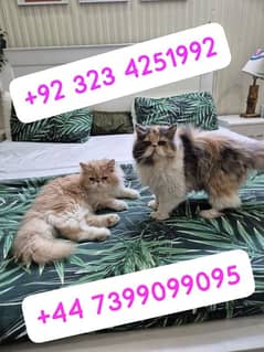 Pure Persian Peke Face Female And Male Top Quality Vaccinated Cats