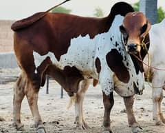 Cow