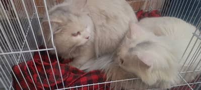 cat,s