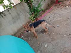 double coated German shepherd of 6 months