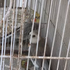 Sell Birds and Cages - Urgent