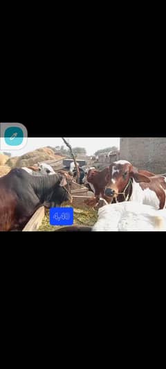 Qurbqni 2025 480 والا 440